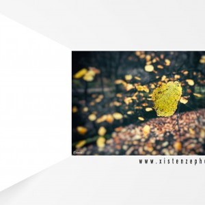 Őszi természetfotózás - hulló levelek