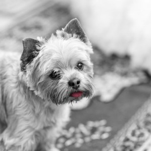 A mennyasszony lakásán készült kutyás pillanatkép, mely kreatív szinezést kapott. 