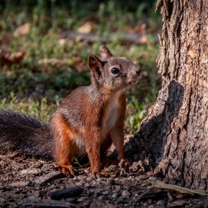 Mókus reggeli fényben, Miskolc-Tapolca, állat- és természetfotó