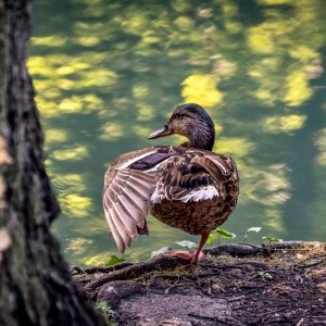 Reggeli ébredés, vadkacsa  - Miskolc-Tapolca - természetfotó